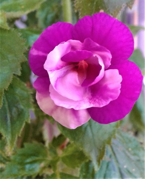  - Frumosi mei achi astazi