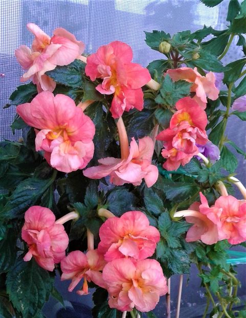  - Frumosi mei achi astazi