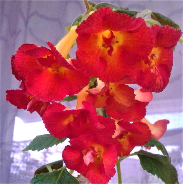  - Frumosi mei achi astazi