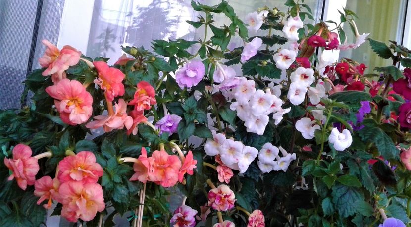  - Frumosi mei achi astazi