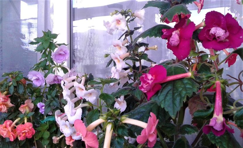  - Frumosi mei achi astazi