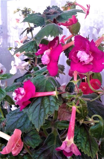  - Frumosi mei achi astazi