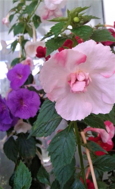  - Frumosi mei achi astazi