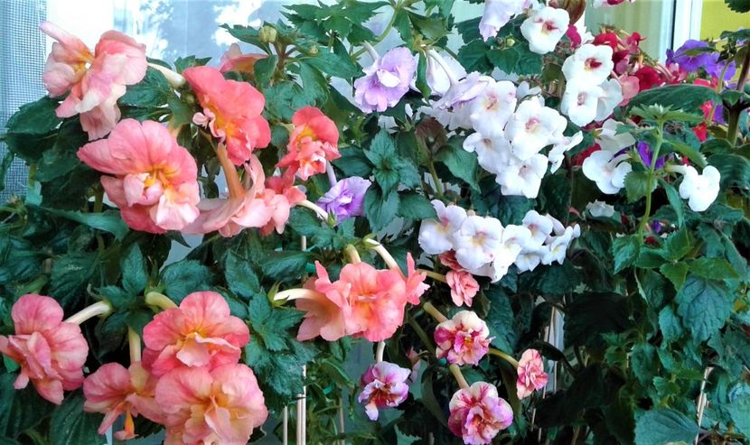  - Frumosi mei achi astazi