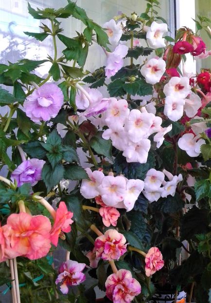  - Frumosi mei achi astazi