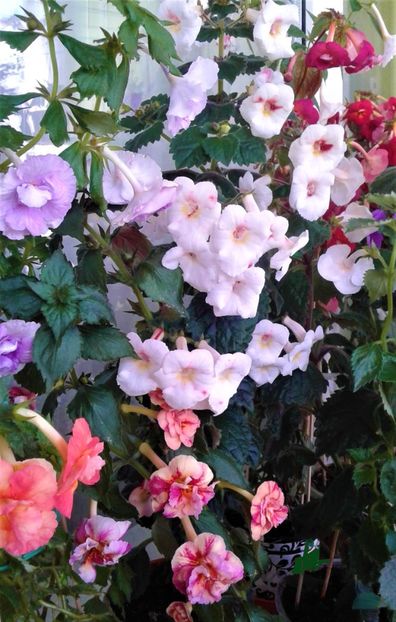  - Frumosi mei achi astazi