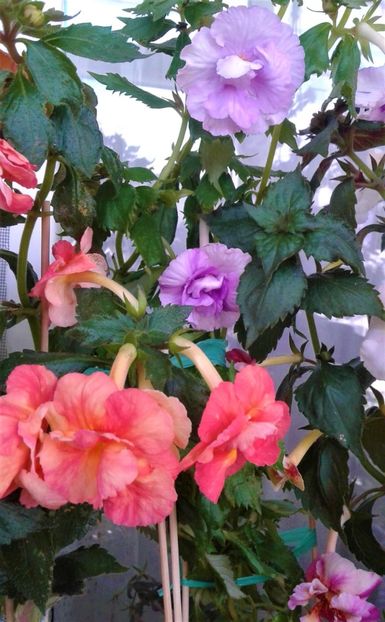  - Frumosi mei achi astazi