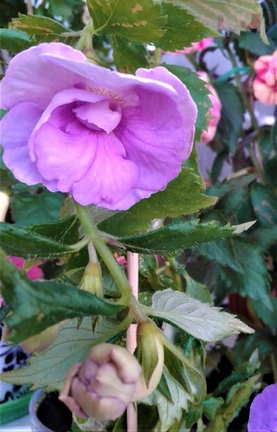  - Frumosi mei achi astazi