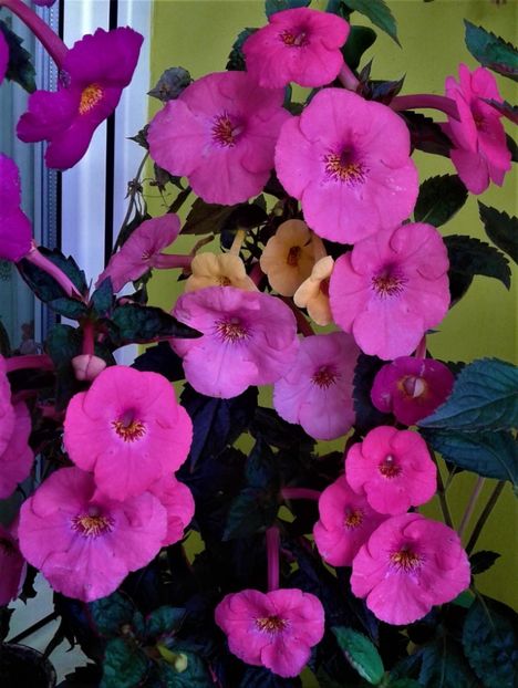  - Frumosi mei achi astazi