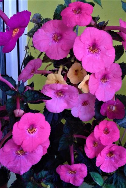  - Frumosi mei achi astazi