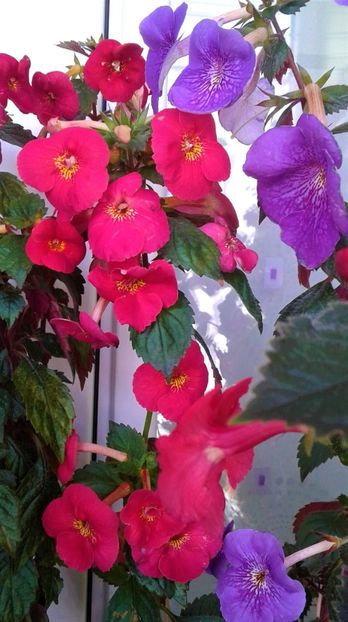  - Frumosi mei achi astazi