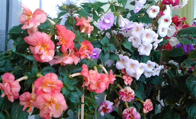  - Frumosi mei achi astazi