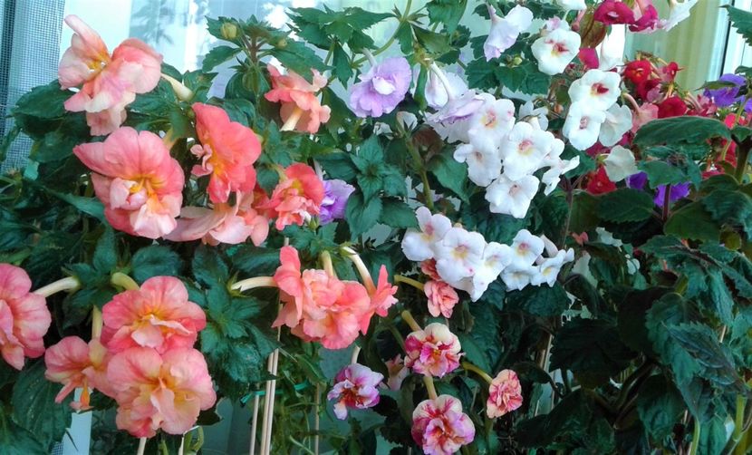  - Frumosi mei achi astazi