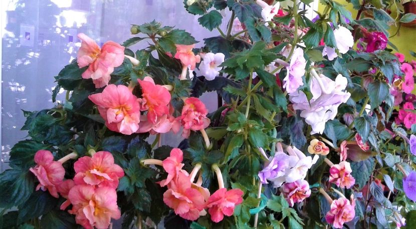  - Frumosi mei achi astazi