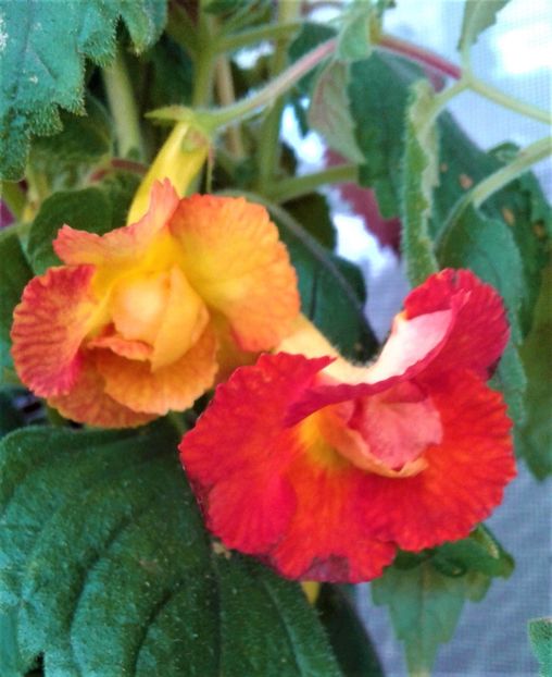  - Frumosi mei achi astazi