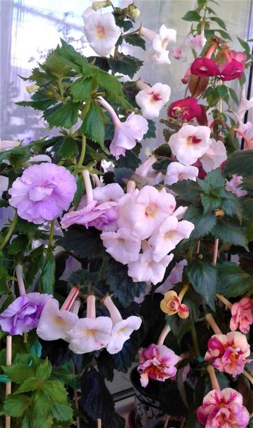  - Frumosi mei achi astazi