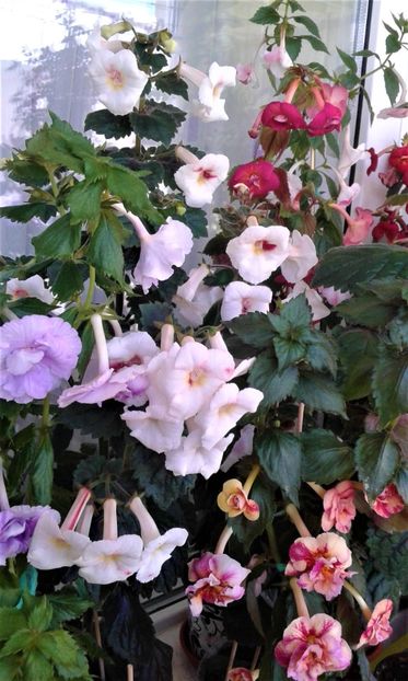  - Frumosi mei achi astazi