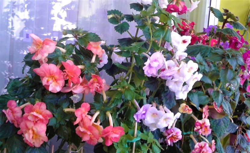  - Frumosi mei achi astazi