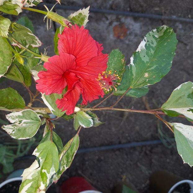 21.09.2022 - HIBISCUSI 2022-5