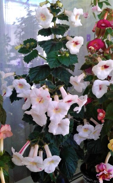  - Frumosi mei achi astazi