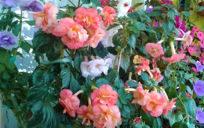  - Frumosi mei achi astazi