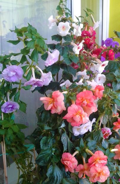  - Frumosi mei achi astazi