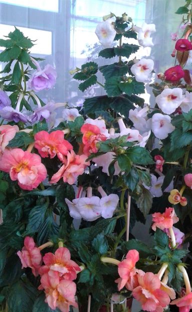  - Frumosi mei achi astazi