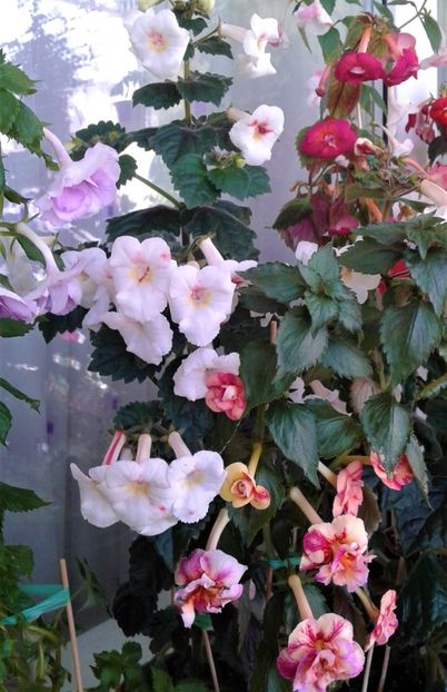  - Frumosi mei achi astazi