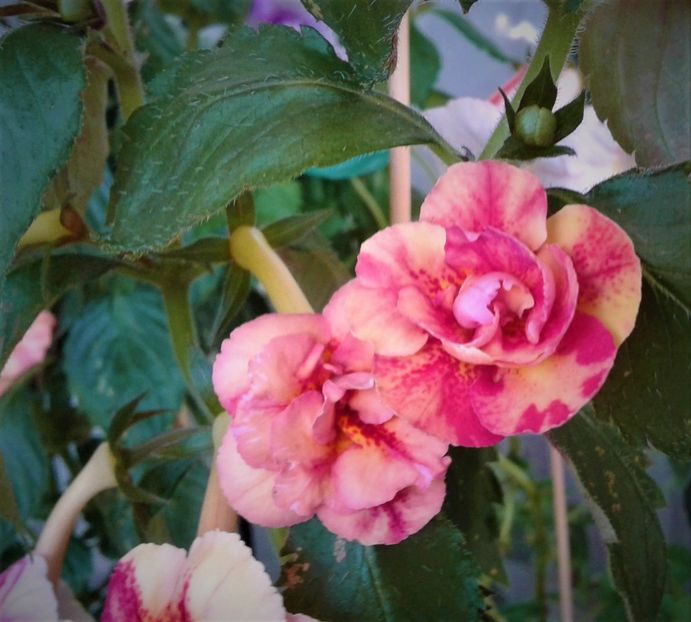  - Frumosi mei achi astazi