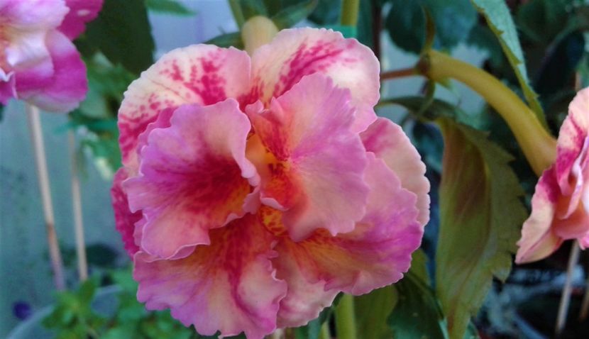  - Frumosi mei achi astazi