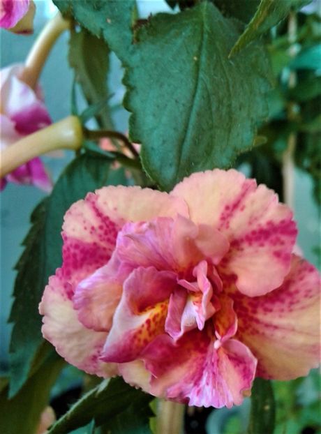  - Frumosi mei achi astazi