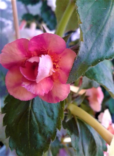  - Frumosi mei achi astazi