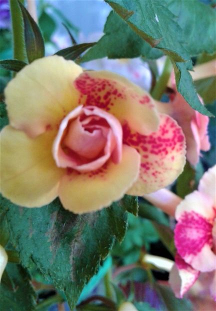  - Frumosi mei achi astazi