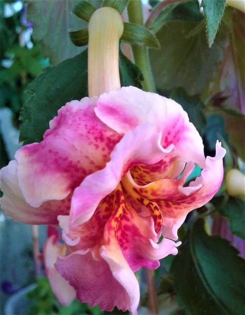  - Frumosi mei achi astazi