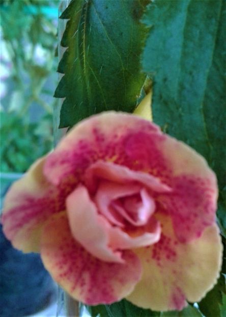  - Frumosi mei achi astazi