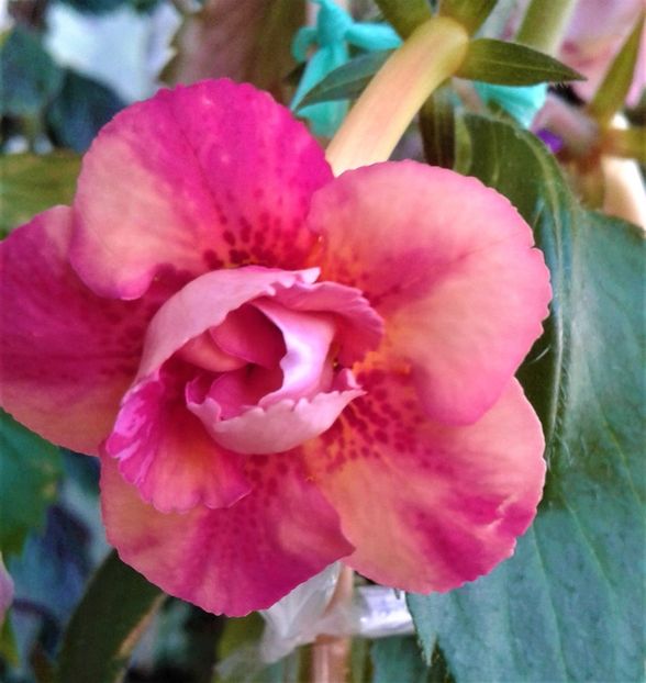  - Frumosi mei achi astazi