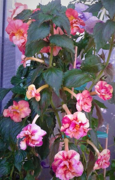  - Frumosi mei achi astazi