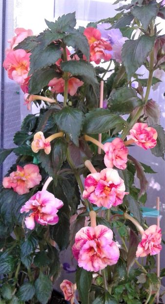  - Frumosi mei achi astazi