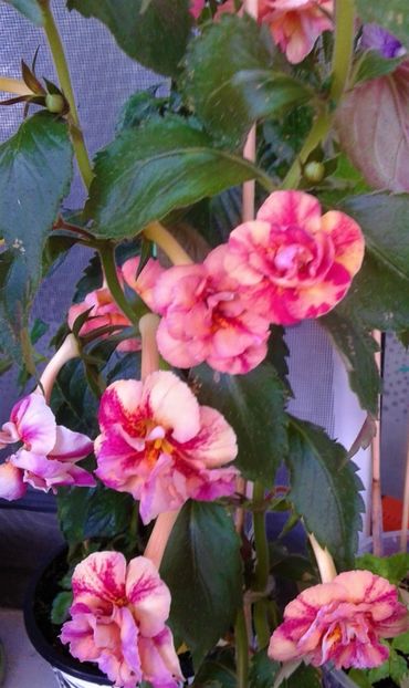  - Frumosi mei achi astazi