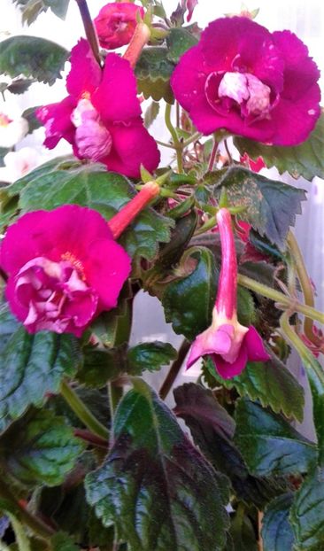  - Frumosi mei achi astazi