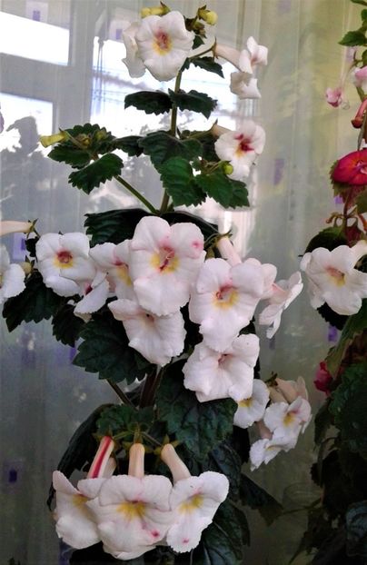  - Frumosi mei achi astazi