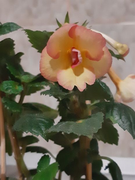 hot spot - ACHII 2022