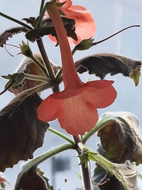 xA Helena - ACHII 2022