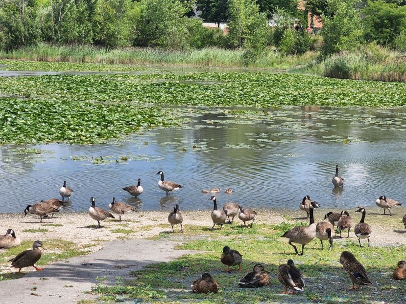  - De prin lume adunate