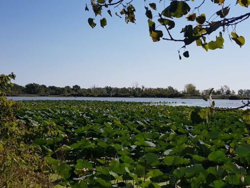  - De prin lume adunate