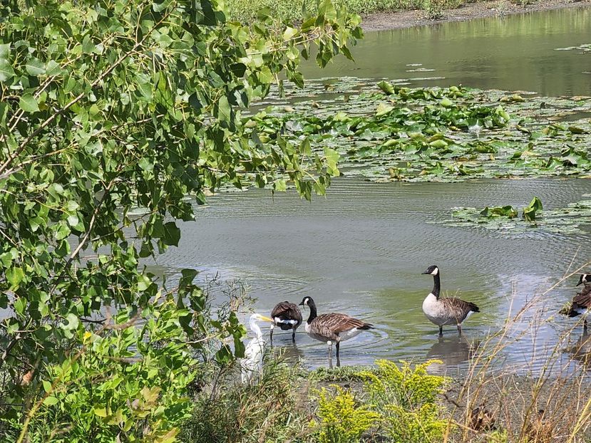  - De prin lume adunate