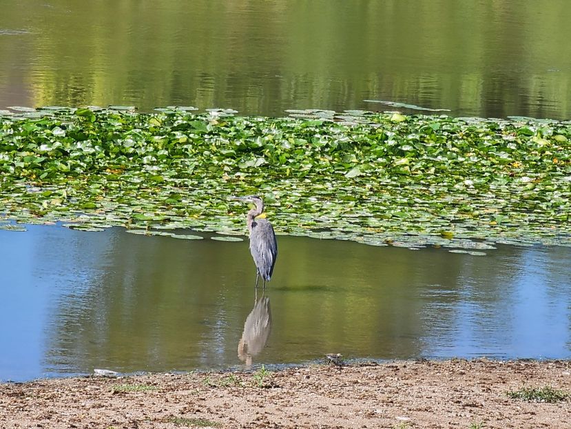  - De prin lume adunate