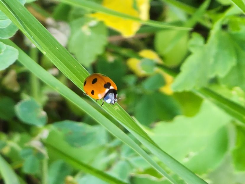  - De prin lume adunate