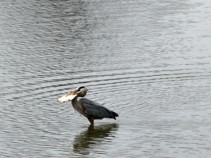  - De prin lume adunate