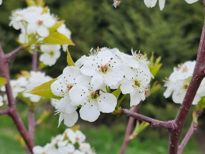  - De prin lume adunate